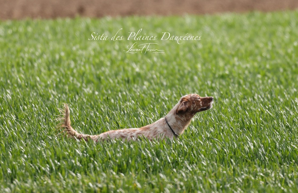 Sista Des plaines dauxeenes