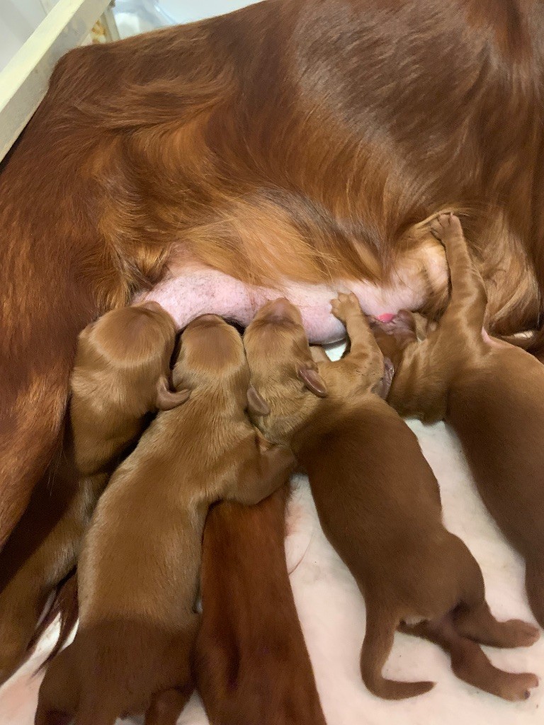 Chiot Setter irlandais rouge Occitanista